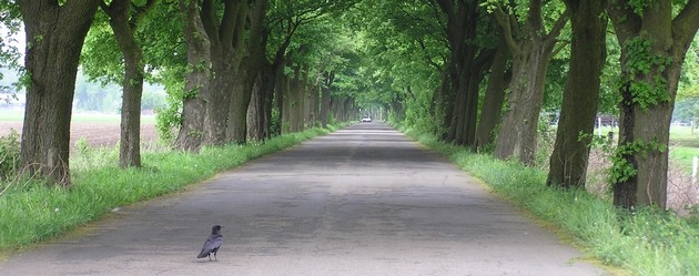 Allee im Kreis Recklinghausen