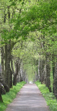 Birkenallee am Oerweg