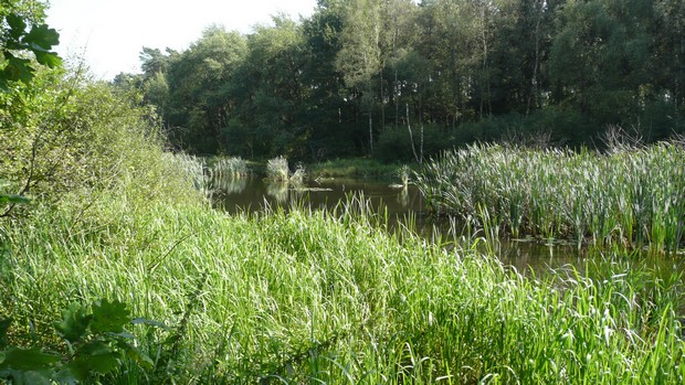 Teich im Gernebachtal (vergrößerbar)