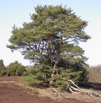 Heidebrennen M&auml;rz 2010