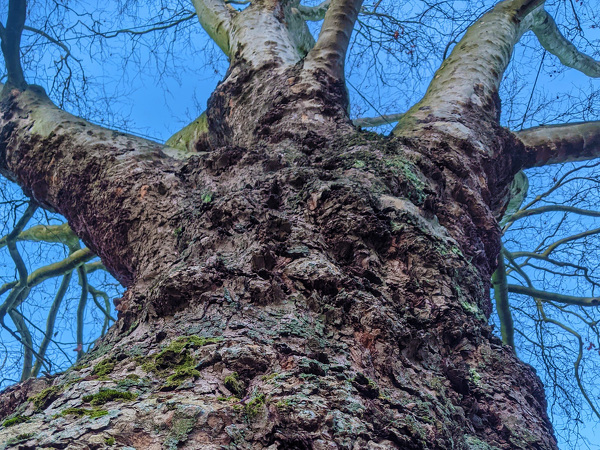 Baum