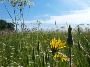 VestischeBlumenwieseFoto