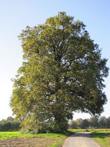 Naturdenklmal nr 9